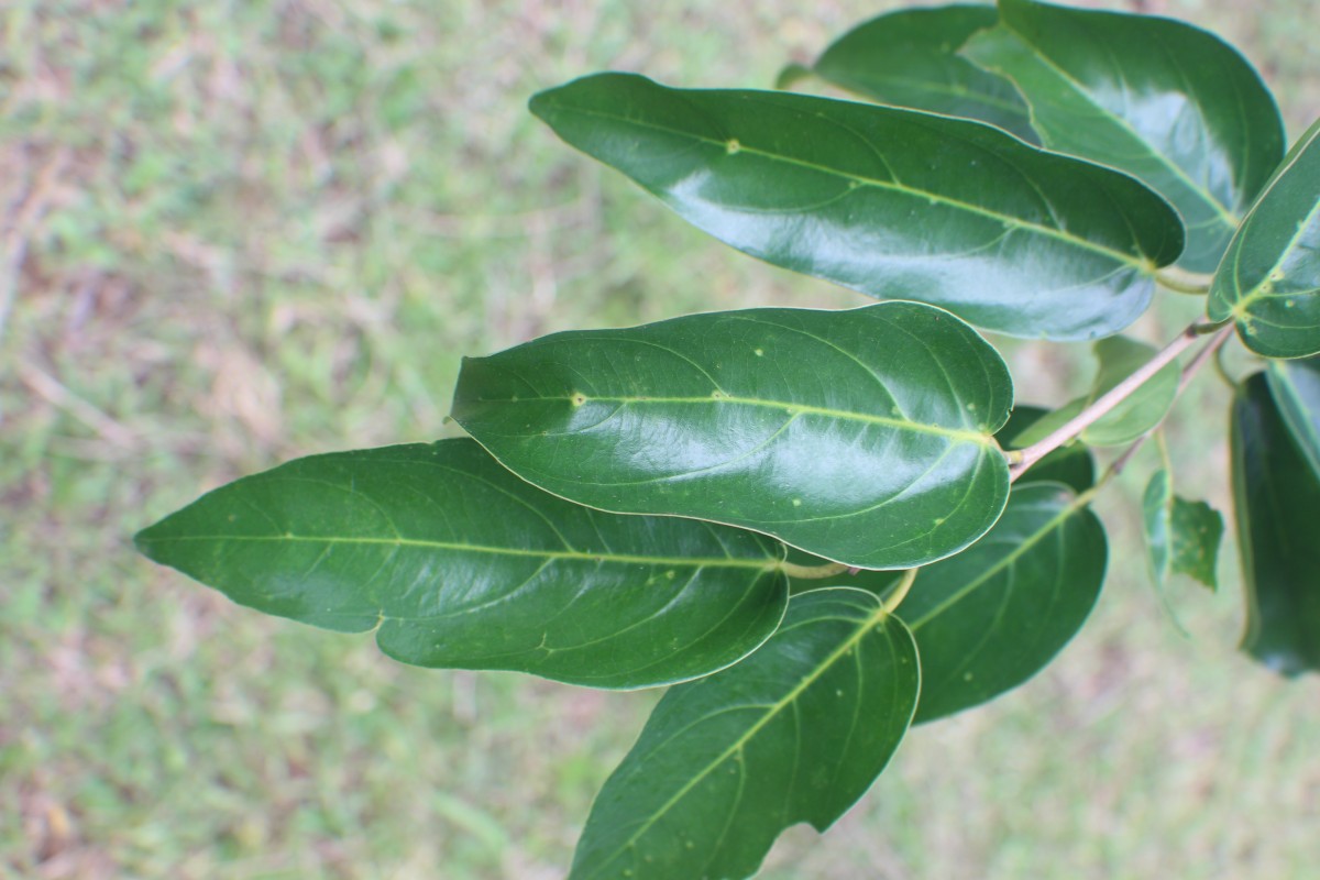 Hopea cordifolia (Thwaites) Trimen